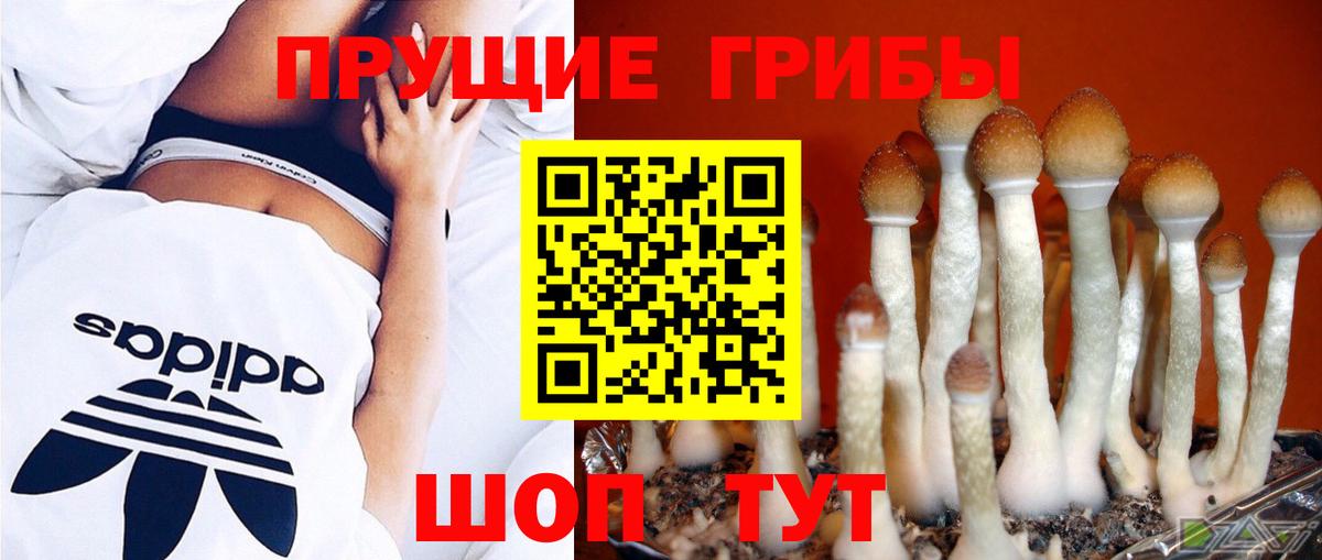 Назарово  Галлюциногенные грибы Psilocybe  Вход с VPN 
